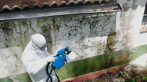 Trusted Black Mold Removal service in Roseland, FL - Cheap Mold Removal